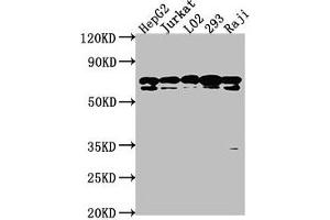 Western Blot Positive WB detected in: HepG2 whole cell lysate, Jurkat whole cell lysate, L02 whole cell lysate, 293 whole cell lysate, Raji whole cell lysate All lanes: HSPA1L antibody at 1:2000 Secondary Goat polyclonal to rabbit IgG at 1/50000 dilution Predicted band size: 71 kDa Observed band size: 71 kDa (HSPA1L anticorps  (AA 420-641))