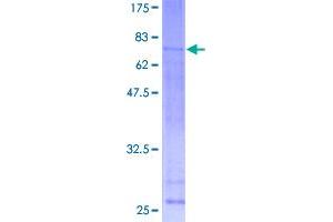 Image no. 1 for Activating Transcription Factor 6 beta (ATF6B) (AA 1-318) protein (GST tag) (ABIN1345946)