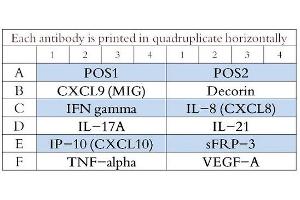 Image no. 1 for Ovine Cytokine Array Q1 (ABIN4956083) (Ovine Cytokine Array Q1)