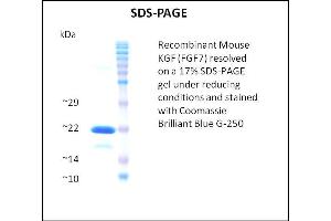 SDS-PAGE (SDS) image for Fibroblast Growth Factor 7 (FGF7) (Active) protein (ABIN5509362) (FGF7 Protéine)