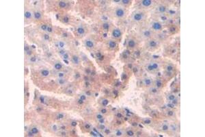 Used in DAB staining on fromalin fixed paraffin- embedded Kidney tissue (CDO1 anticorps  (AA 1-200))