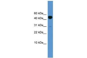 WB Suggested Anti-Bmp10 Antibody Titration:  0. (BMP10 anticorps  (N-Term))