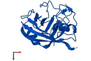 AlphaFold protein structure predicition of Mouse Recombinant Ppia Protein, UniprotID P17742