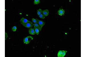 Immunofluorescent analysis of HepG2 cells using ABIN7163524 at dilution of 1:100 and Alexa Fluor 488-congugated AffiniPure Goat Anti-Rabbit IgG(H+L)