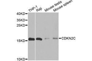 Western blot analysis of extracts of various cell lines, using CDKN2C antibody (ABIN6291903) at 1:500 dilution.