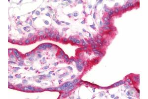 Anti-ASNS antibody IHC staining of human placenta. (Asparagine Synthetase anticorps  (AA 1-267))