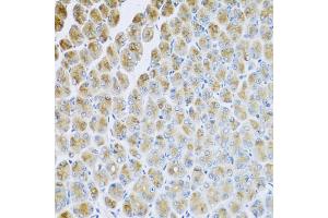 Immunohistochemistry of paraffin-embedded mouse stomach using AP1M2 antibody. (AP1m2 anticorps)