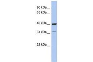 Image no. 1 for anti-Thrombopoietin (THPO) (C-Term) antibody (ABIN6744310) (Thrombopoietin anticorps  (C-Term))