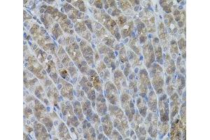 Immunohistochemistry of paraffin-embedded Mouse stomach using UBE2A Polyclonal Antibody