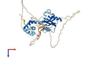 AlphaFold protein structure predicition of Human Recombinant DCP2 Protein, UniprotID Q8IU60