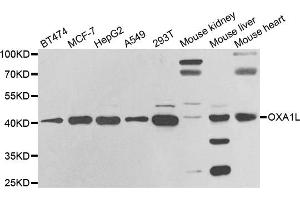 Western blot analysis of extracts of various cell lines, using OXA1L antibody (ABIN5973722) at 1/1000 dilution. (OXA1L anticorps)