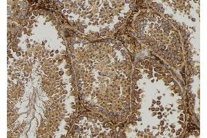 ABIN6276853 at 1/100 staining Mouse testis tissue by IHC-P. (Frataxin anticorps  (Internal Region))
