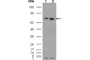 Western blot analysis using ER mouse mAb against HEK293T cells transfected with the pCMV6-ENTRY control (1) and pCMV6-ENTRY ER cDNA (2). (Estrogen Receptor alpha anticorps)