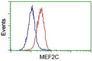 Flow Cytometry (FACS) image for anti-Myocyte Enhancer Factor 2C (MEF2C) antibody (ABIN1499364) (MEF2C anticorps)