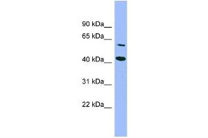 WB Suggested Anti-GFOD1  Antibody Titration: 0. (GFOD1 anticorps  (Middle Region))