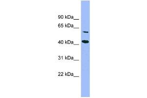 WB Suggested Anti-GFOD1  Antibody Titration: 0.