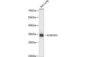 Western blot analysis of extracts of rat lung, using ELMOD2 antibody  at 1:3000 dilution. (ELMOD2 anticorps  (AA 5-95))
