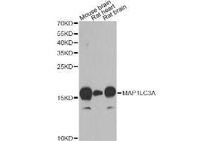 Western blot analysis of extracts of various cell lines, using MAP1LC3A antibody. (MAP1LC3A anticorps)