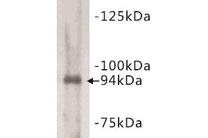Western Blotting (WB) image for anti-Junctophilin 2 (JPH2) antibody (ABIN1854928) (Junctophilin 2 anticorps)