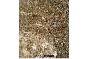 CCDC8 antibody (C-term) (ABIN654511 and ABIN2844238) immunohistochemistry analysis in formalin fixed and paraffin embedded human tonsil tissue followed by peroxidase conjugation of the secondary antibody and DAB staining.