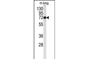 Western blot analysis of OB antibody (Center) (ABIN391715 and ABIN2841607) in mouse lung tissue lysates (35 μg/lane). (Monoamine Oxidase B anticorps  (AA 303-334))