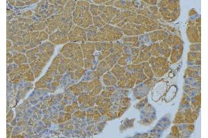 ABIN6277779 at 1/100 staining Human pancreas tissue by IHC-P. (WNT10A anticorps  (N-Term))
