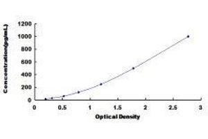 Fibroblast Growth Factor 3 (FGF3) ELISA Kit