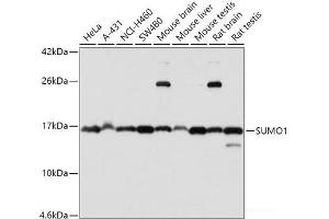 Western blot analysis of extracts of various cell lines using SUMO1 Polyclonal Antibody at dilution of 1:1000. (SUMO1 anticorps)