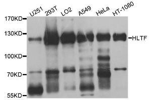 Western blot analysis of extracts of various cell lines, using HLTF antibody. (HLTF anticorps  (AA 726-1009))