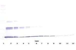 Image no. 2 for anti-Interleukin 20 (IL20) antibody (ABIN465437) (IL-20 anticorps)