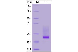 Biotinylated Mouse CD3E&CD3D Heterodimer Protein, His,Avitag&Tag Free on  under reducing (R) condition.