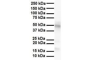 WB Suggested Anti-PDK3 antibody Titration: 1 ug/mL Sample Type: Human heart