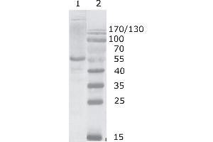 Western Blot testing using HIV-1 p24 antibody, clone 2N44 (05-007). (HIV-1 p24 anticorps  (C-Term))