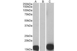 HEK293 lysate (10ug protein in RIPA buffer) overexpressing Human S100A7 with C-terminal MYC tag probed with ABIN185647 (0. (S100A7 anticorps  (Internal Region))