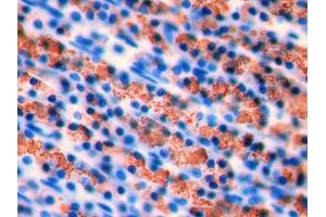 DAB staining on IHC-P; Samples: Rat Stomach Tissue