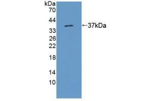 Western blot analysis of recombinant Rat KMO. (KMO anticorps  (AA 1-282))