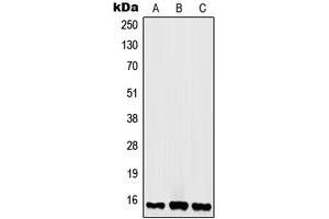 Western blot analysis of Histone H2A. (H2AFX anticorps  (C-Term))