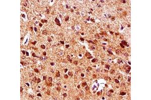 Gsk3b antibody immunohistochemistry analysis in formalin fixed and paraffin embedded mouse brain tissue.