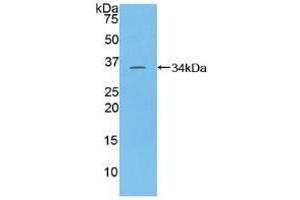 TAF1 anticorps  (AA 1379-1636)
