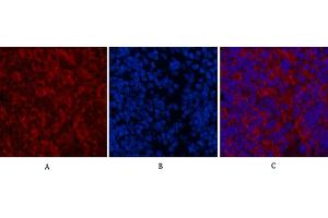 Immunofluorescence analysis of mouse spleen tissue. (MAP1LC3A anticorps)