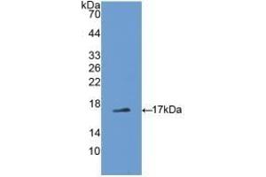 Detection of Recombinant ADP, Rat using Polyclonal Antibody to Adiponectin (ADPN) (ADIPOQ anticorps  (AA 111-244))