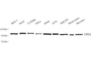 Western blot analysis of CIP2A (ABIN7074432) at dilution of 1: 500 (KIAA1524 anticorps)