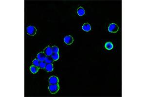 Confocal immunofluorescence analysis of HEK293 cells transfected with recombinant plasmid with human IgG Fc tag using human IgGFc antibody (green). (Souris anti-Humain IgG (Fc Region) Anticorps)