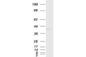 Validation with Western Blot