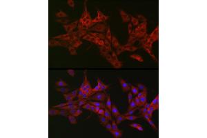 Immunofluorescence analysis of PC-12 cells using TRIP2 Rabbit pAb (ABIN6129947, ABIN6149464, ABIN6149465 and ABIN6222516) at dilution of 1:50 (40x lens).