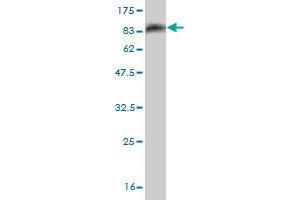 Western Blot detection against Immunogen (83. (OXSR1 anticorps  (AA 1-527))