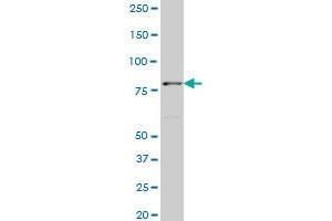 TTF2 monoclonal antibody (M06), clone 1E8 Western Blot analysis of TTF2 expression in NIH/3T3 .