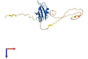 AlphaFold protein structure predicition of Mouse Recombinant Rbpms Protein, UniprotID Q9WVB0