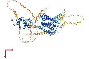 AlphaFold protein structure predicition of Human Recombinant KCNA5 Protein, UniprotID P22460