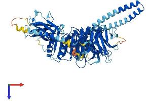 AlphaFold protein structure predicition of Mouse Recombinant Bbs2 Protein, UniprotID Q9CWF6